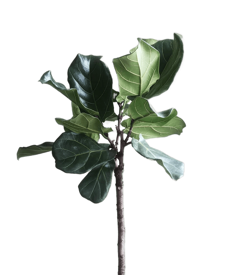 צמח המסמל צמיחה והחלמה בטיפול רפואי - גישה הוליסטית לטיפול בסרטן השד